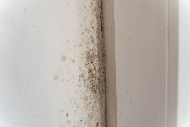 Best Mold-Related Health Consultation  in Denair, CA